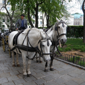 Fiaker Standplatz Albertina